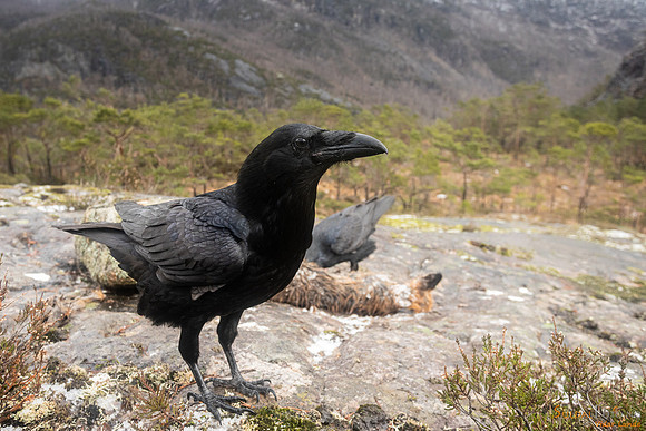 Ravn
