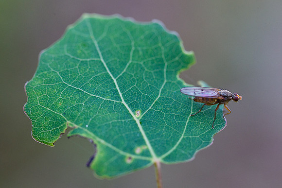 Flue på ospeblad