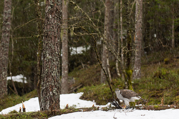 Hønsehauk i snøvær
