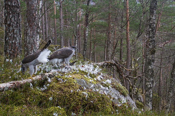 Hønsehauker i skogsmiljø