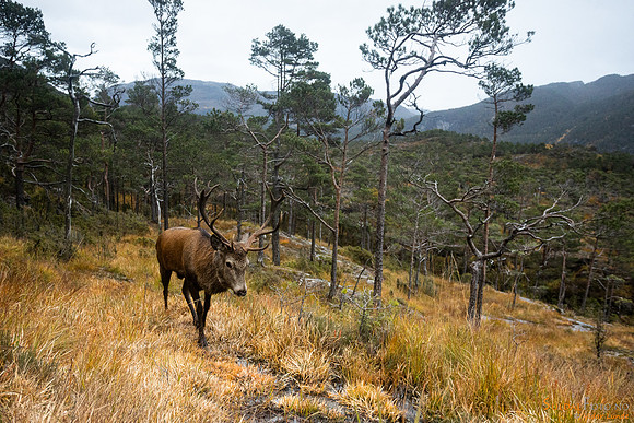 Stor bukk i Drotninghei