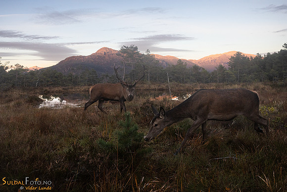 Kolle og bukk i Fiskebergåsen