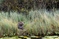 Bever som steller pelsen