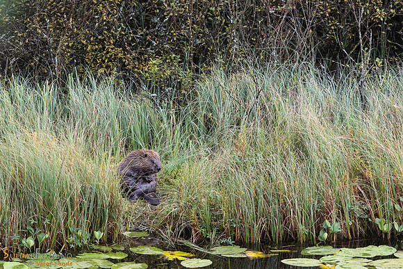 Bever som steller pelsen