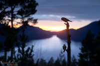 Meis i silhuett over fjorden