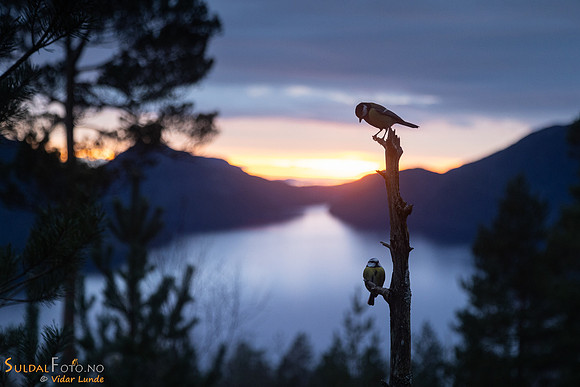 Meis i silhuett over fjorden