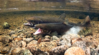 Laksegyting
