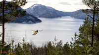 Kjøttmeisflukt over fjorden