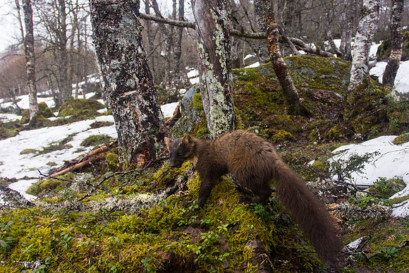 Mår i bjørkeskog