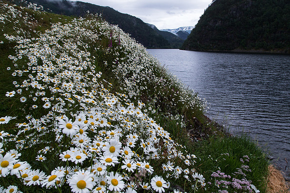 Prestekrager ved Suldalsvatnet