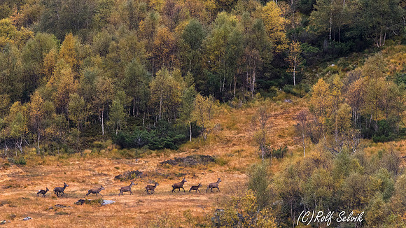 Hjorter i landskap