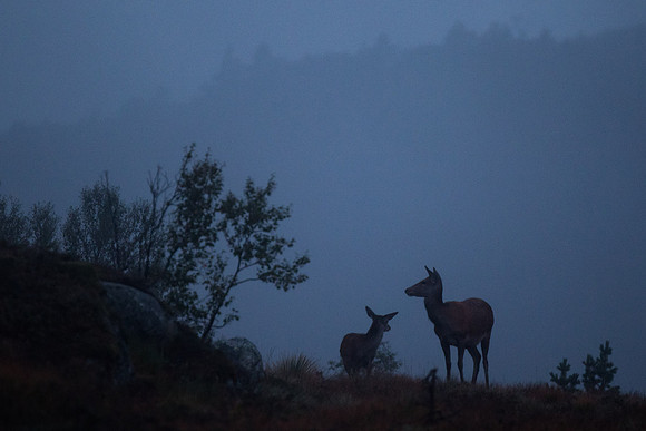 Hjortekolle og kalv i skodde