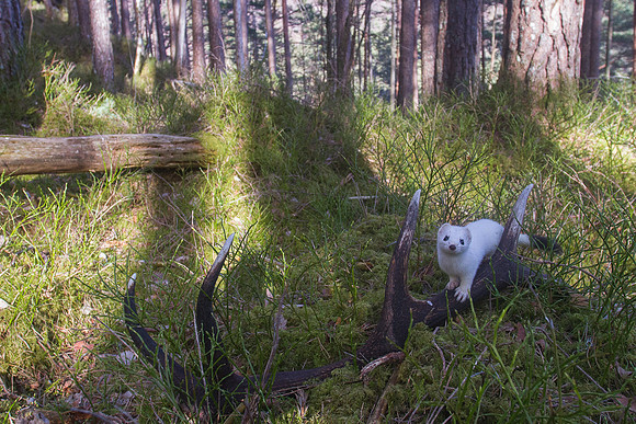 Kvit røysekatt over hjortegevir