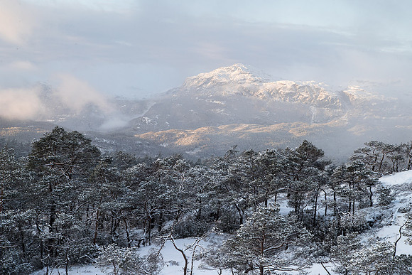 Nysnø i skogen