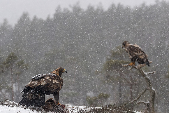 Kongeørn og Havørn i snøvær