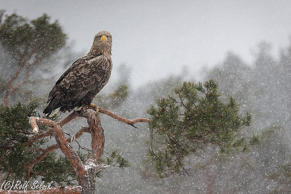 Havørn i snøvær