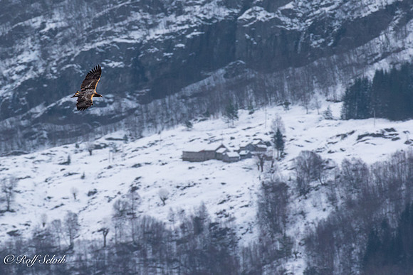 Havørn over Li