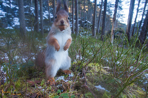 Ekorn i skogen