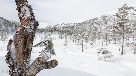 Blåmeis i i vinterlandskap