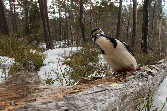 Flaggspett på nedfalls