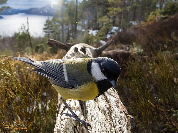 Kjøttmeis mot fjorden