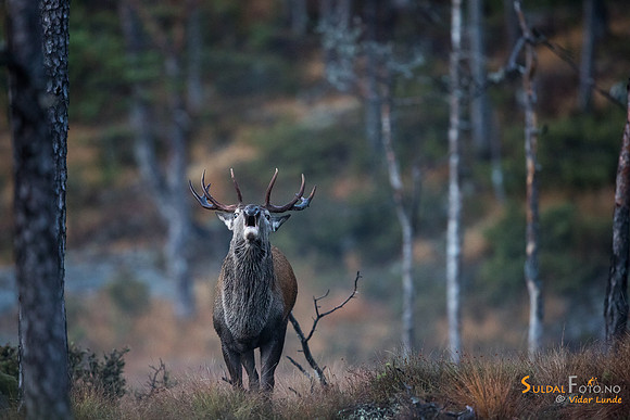 Brølebukk i furuskog