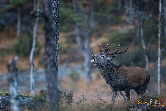 Brølebukk i furuskog