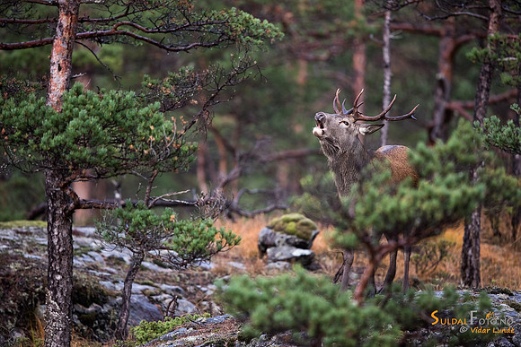 Brølebukk i furuskog