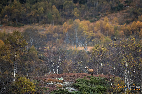 Bukk på haugen