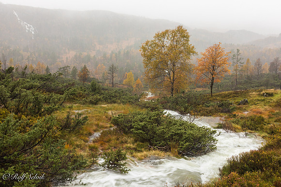 Regnvått landskap