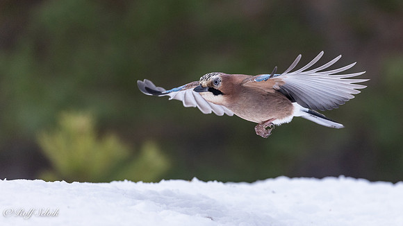 Nøtteskrike i flukt