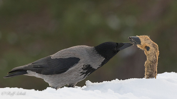 Kråke