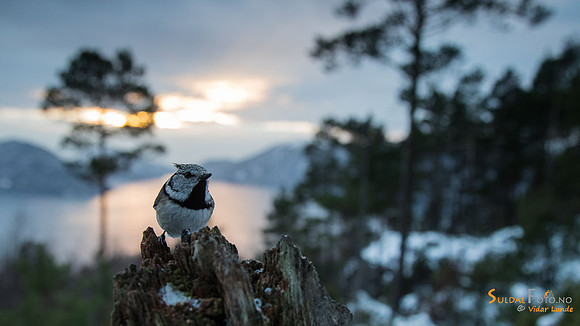 Toppmeis på stubbe over fjorden