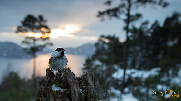 Granmeis på stubbe over fjorden