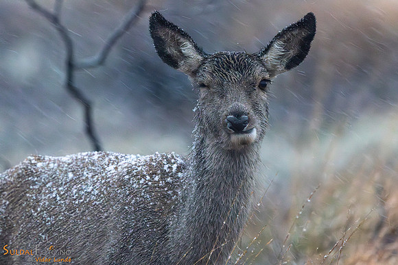 Snø inn på øyet