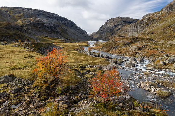 Rogn på Øvre Moen. Suldal kommune