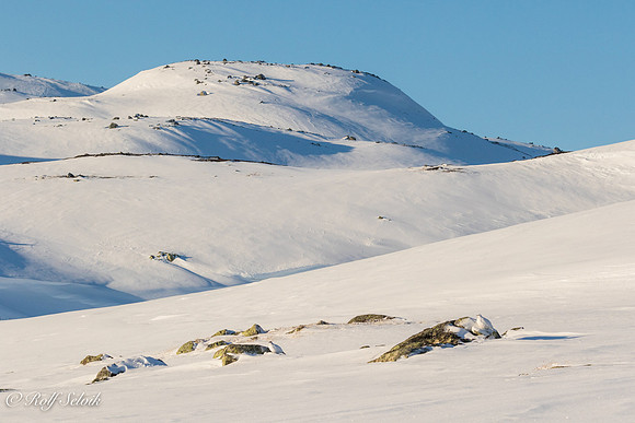 Fjellryper i landskap