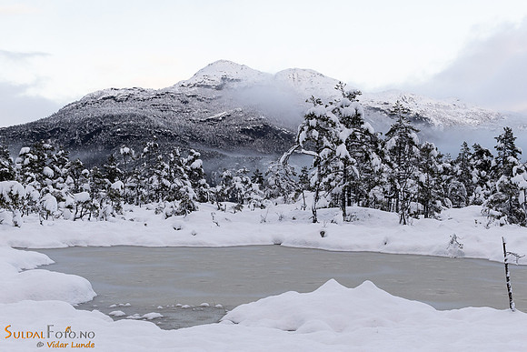 Skogstjernet på Fiskebergåsen'