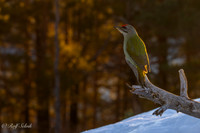 Gråspett i vinterlys