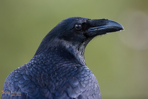 Ravn