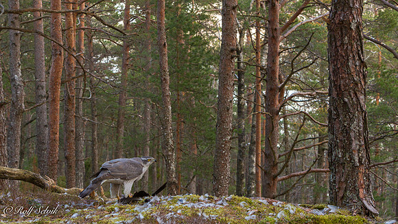 Hønsehauk med Kråke