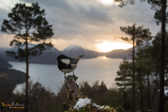 Svartmeis mot fjorden