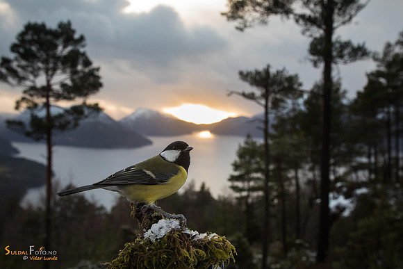 Kjøttmeis mot fjorden