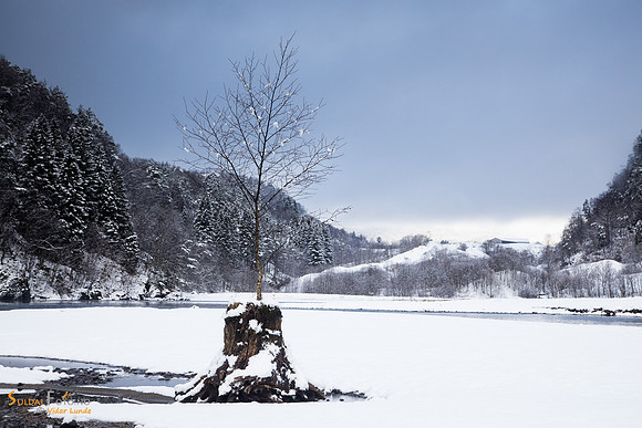 Bjørka i Suldalslågen
