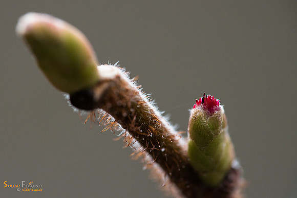 Hasselblomst