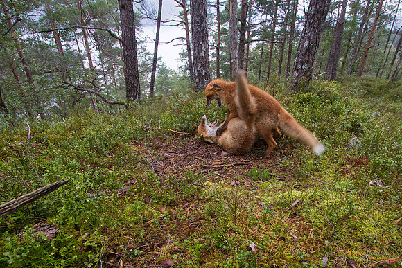 Revevalper i lek