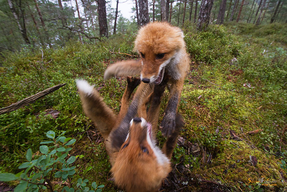 Revevalper i lek