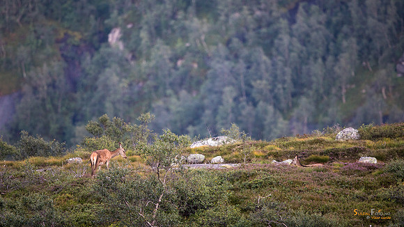 Hjort i landskapet