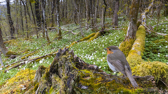 Rødstrupe i vårskog