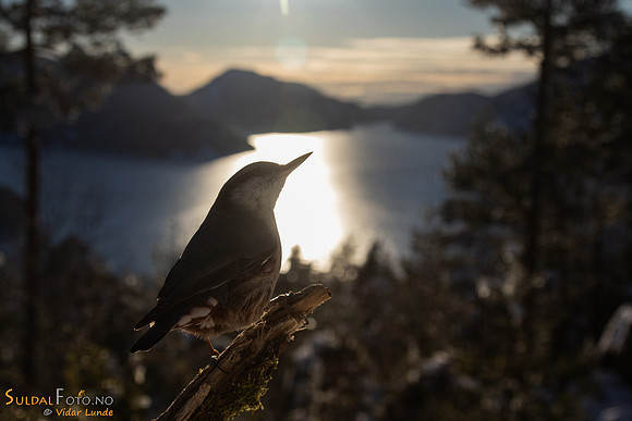 Spettmeis på pinne mot fjorden